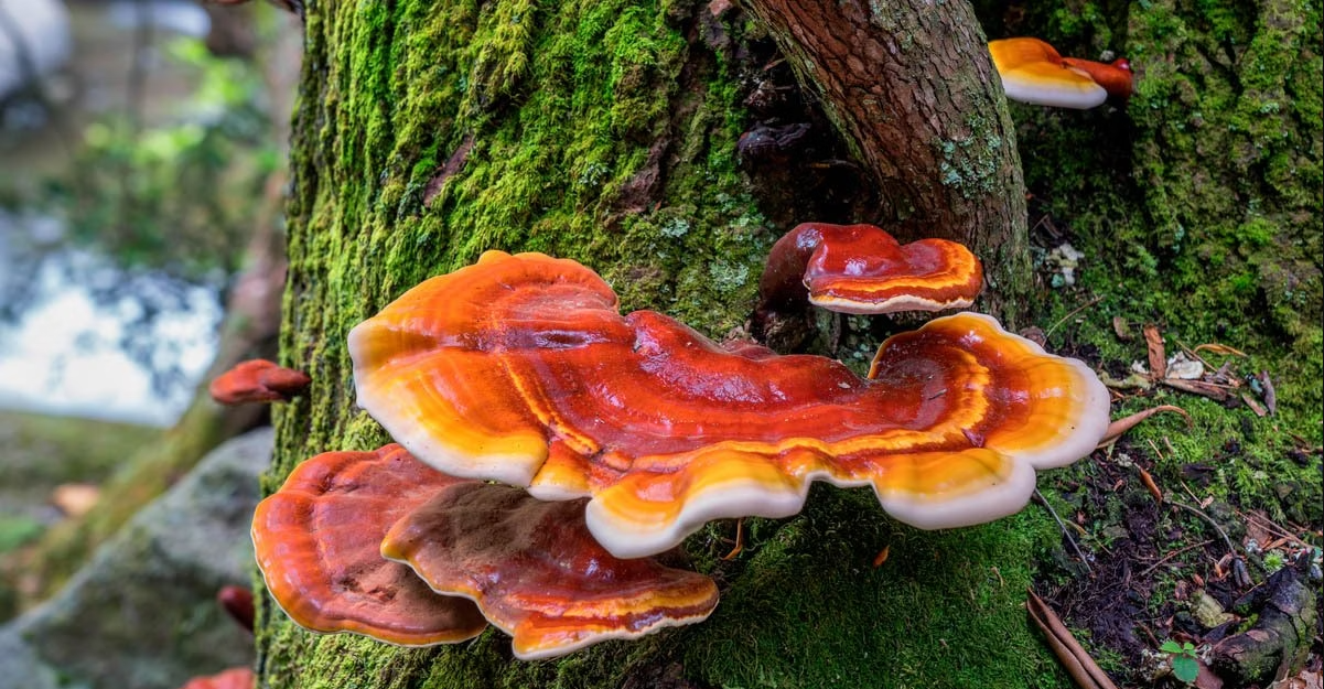 Reishi (Ganoderma lucidum) - The Mushroom of Immortality: Immune Support, Cardiovascular Health, and Calming Effects